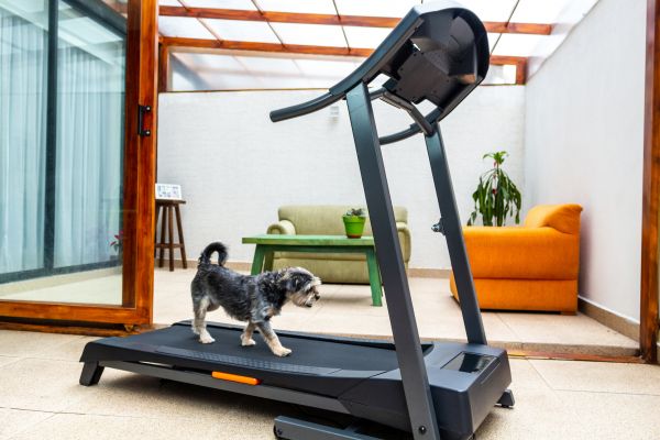 Treadmill Installation in Winter Park