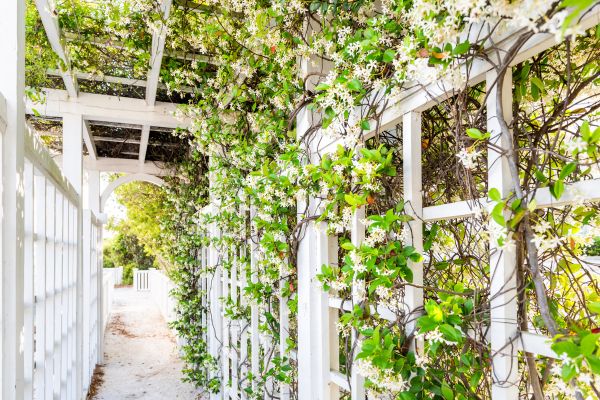 Trellis Repair in Winter Park
