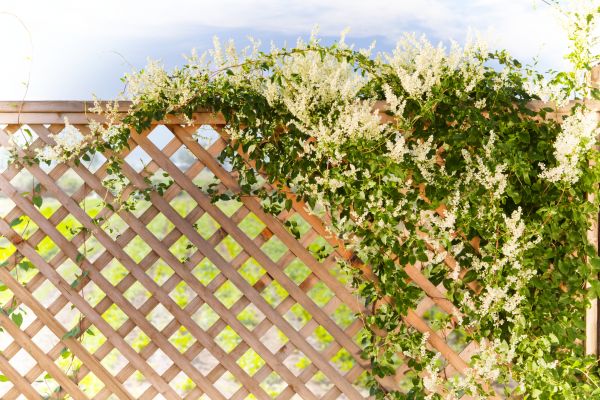Lattice Repair in Winter Park