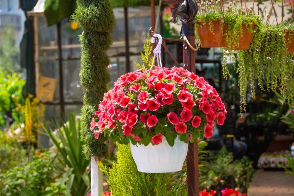 Hanging Planter Installation in Winter Park