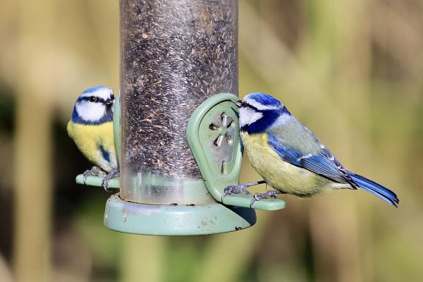 Bird Feeder Mounting Service in Winter Park