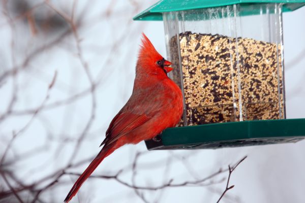 Bird Feeder Hanging in Winter Park