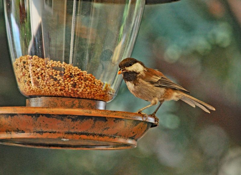 Bird Feeder Mounting Service